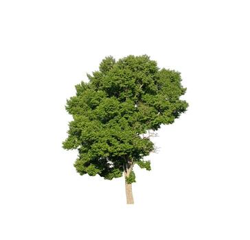 Tree that are isolated on a white background are suitable for both printing and web pages photo