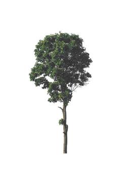 Tree that are isolated on a white background are suitable for both printing and web pages photo