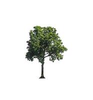 Tree that are isolated on a white background are suitable for both printing and web pages photo