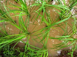 rice field on top views. photo