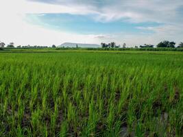 Rice Field in the Morning. photo