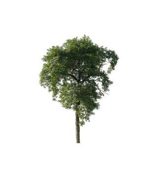 Tree that are isolated on a white background are suitable for both printing and web pages photo
