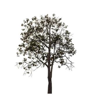 Tree that are isolated on a white background are suitable for both printing and web pages photo