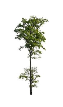 Tree that are isolated on a white background are suitable for both printing and web pages photo