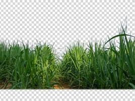 sugar cane on transparent picture background with clipping path photo