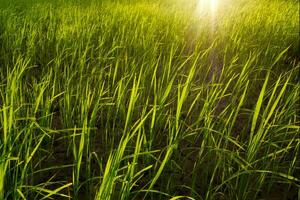 Rice Field in the Morning. photo