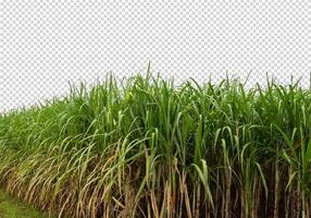 sugar cane on transparent picture background with clipping path photo