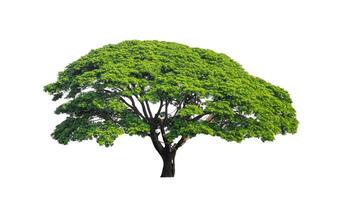 Tree that are isolated on a white background are suitable for both printing and web pages photo