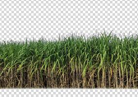 sugar cane on transparent picture background with clipping path photo