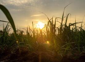 Sugarcane field at sunset photo