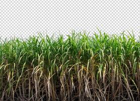 sugar cane on transparent picture background with clipping path photo