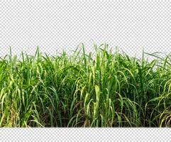 sugar cane on transparent picture background with clipping path photo