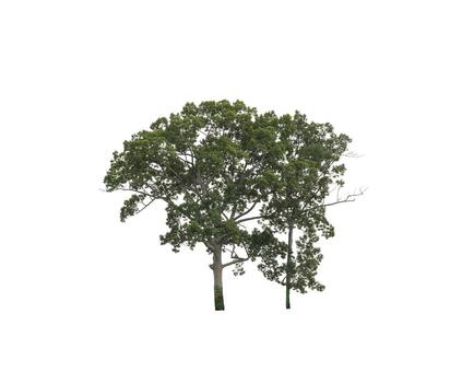 Tree that are isolated on a white background are suitable for both printing and web pages photo
