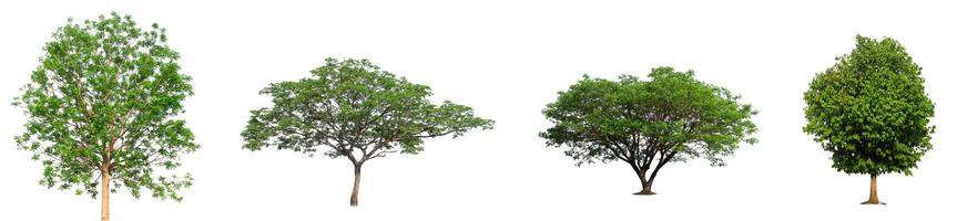 Set of Isolated trees on white background , The collection of trees photo