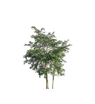 Tree that are isolated on a white background are suitable for both printing and web pages photo