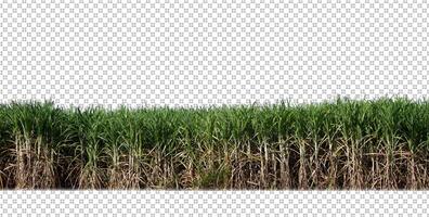 sugar cane on transparent picture background with clipping path photo