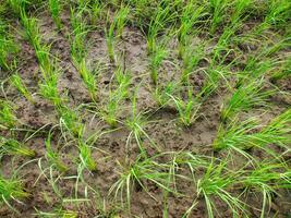 arroz campo en el Mañana. foto