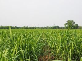 Sugarcane plantations,the agriculture tropical plant in Thailand photo