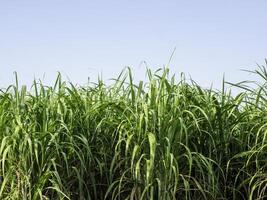 Sugarcane field at sunrise in Thailand photo