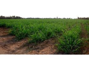 Sugar cane isolated on white background and cliping path photo