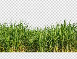 sugar cane on transparent picture background with clipping path photo