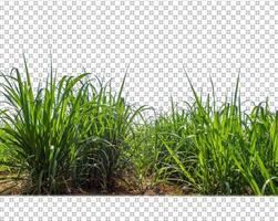 sugar cane on transparent picture background with clipping path photo