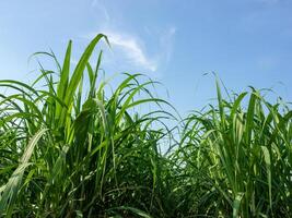 Sugarcane field at sunset photo