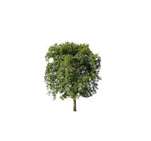 Tree that are isolated on a white background are suitable for both printing and web pages photo