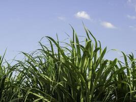 Sugarcane field at sunrise in Thailand photo