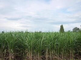 Sugar cane with sky photo