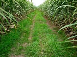 Caña de azúcar plantaciones, las agricultura tropical planta en tailandia, arboles crecer desde el suelo en un granja en el cosecha en un suciedad la carretera con brillante cielo foto