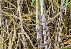 Sugarcane field at sunrise in Thailand photo