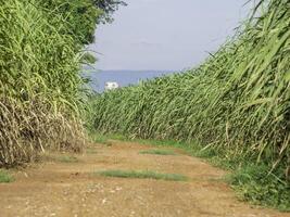 Sugarcane field at sunrise in Thailand photo