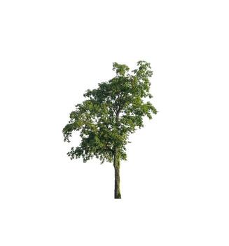 Tree that are isolated on a white background are suitable for both printing and web pages photo