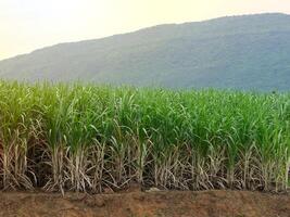 Sugarcane plantations,the agriculture tropical plant in Thailand. photo