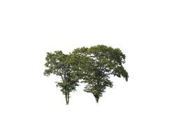 Tree that are isolated on a white background are suitable for both printing and web pages photo