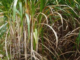 Sugarcane plantations,the agriculture tropical plant in Thailand. photo