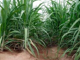 Sugar cane with sky photo