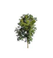 Tree that are isolated on a white background are suitable for both printing and web pages photo