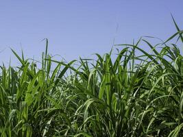 Sugarcane field at sunrise in Thailand photo