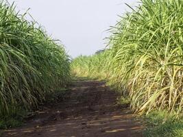 Sugarcane field at sunrise in Thailand photo