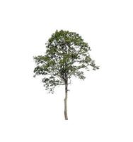 Tree that are isolated on a white background are suitable for both printing and web pages photo