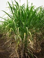 Sugar cane with sky photo