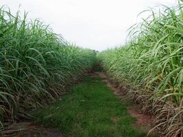 Sugarcane plantations,the agriculture tropical plant in Thailand, Trees grow from the ground on a farm in the harvest on a dirt road with bright sky photo