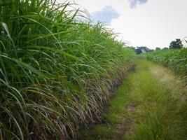 Caña de azúcar plantaciones, las agricultura tropical planta en tailandia, arboles crecer desde el suelo en un granja en el cosecha en un suciedad la carretera con brillante cielo foto