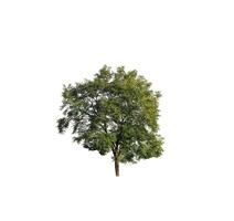 Tree that are isolated on a white background are suitable for both printing and web pages photo