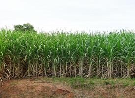 Sugarcane plantations,the agriculture tropical plant in Thailand. photo