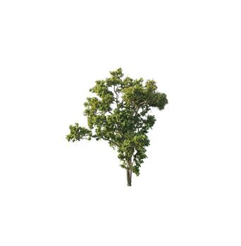 Tree that are isolated on a white background are suitable for both printing and web pages photo