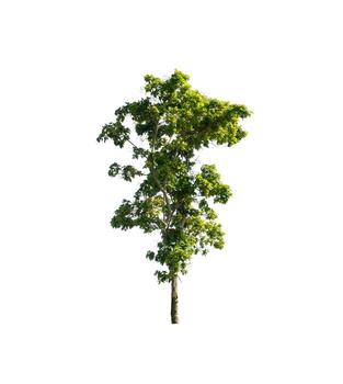 Tree that are isolated on a white background are suitable for both printing and web pages photo