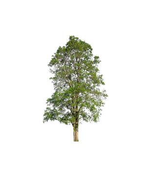 Tree that are isolated on a white background are suitable for both printing and web pages photo